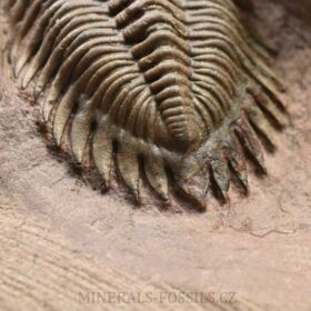 trilobit Metacanthina issomourensis