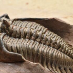 trilobit Metacanthina issomourensis