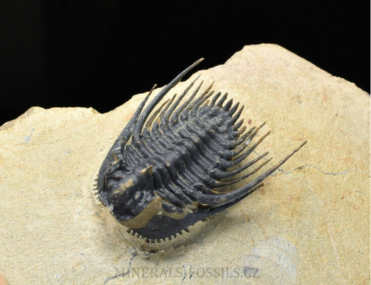 trilobit Kettneraspis pretcheri