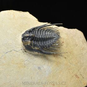 trilobit Kettneraspis pretcheri