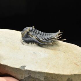 trilobit Kettneraspis pretcheri