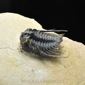 trilobit Kettneraspis pretcheri