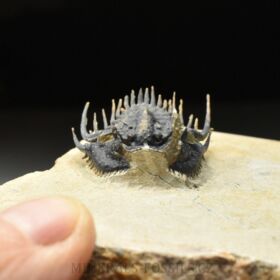 trilobit Kettneraspis pretcheri