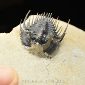 trilobit Kettneraspis pretcheri