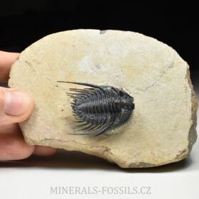 trilobit Kettneraspis pretcheri