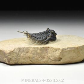 trilobit Kettneraspis pretcheri