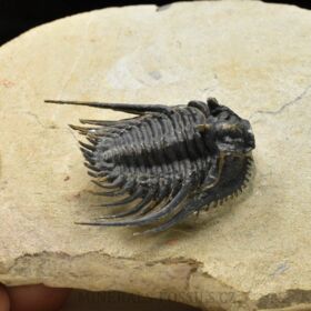 trilobit Kettneraspis pretcheri