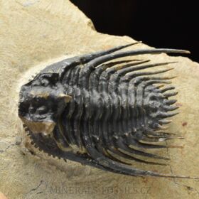 trilobit Kettneraspis pretcheri