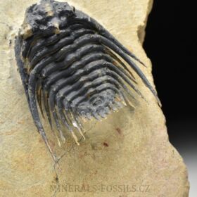 trilobit Kettneraspis pretcheri