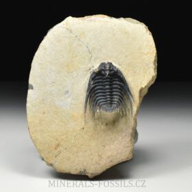 trilobit Kettneraspis pretcheri