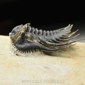 trilobit Kettneraspis pretcheri