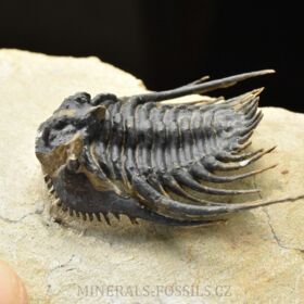 trilobit Kettneraspis pretcheri