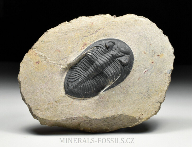 trilobit Odontochile sp.