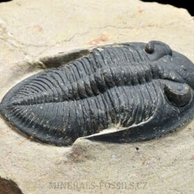 trilobit Odontochile sp.