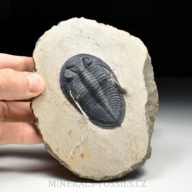 trilobit Odontochile sp.