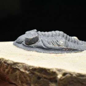 trilobit Odontochile sp.