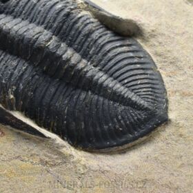 trilobit Odontochile sp.