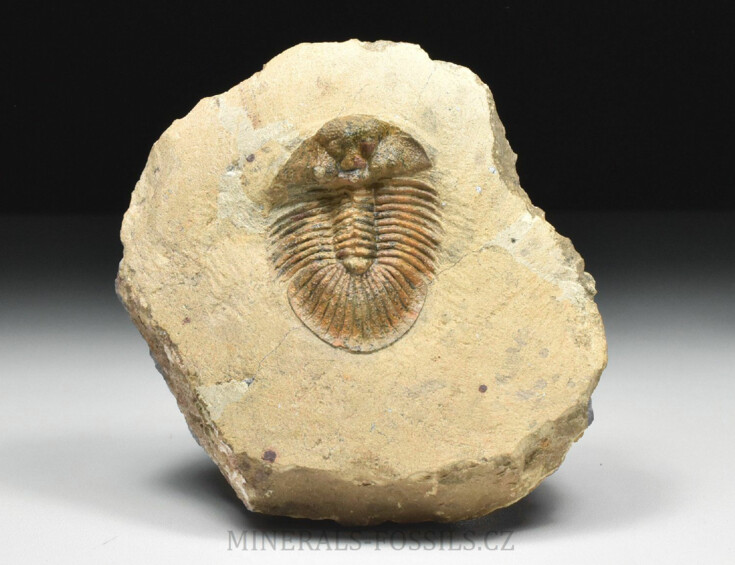 trilobit Scutellum pustulatum