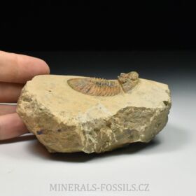 trilobit Scutellum pustulatum
