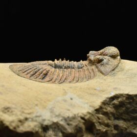 trilobit Scutellum pustulatum