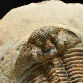 trilobit Scutellum pustulatum