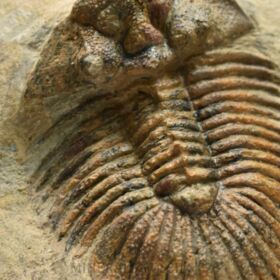 trilobit Scutellum pustulatum