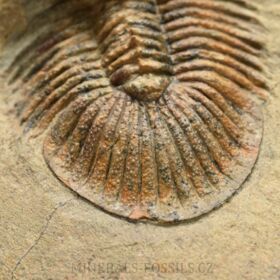 trilobit Scutellum pustulatum