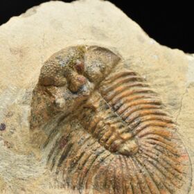 trilobit Scutellum pustulatum