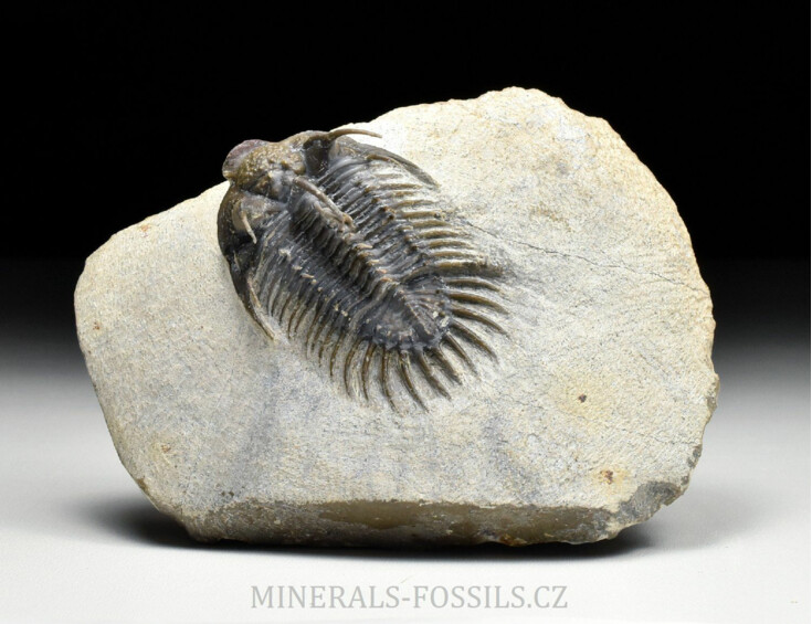 trilobit Comura bultyncki