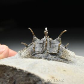 trilobit Comura bultyncki