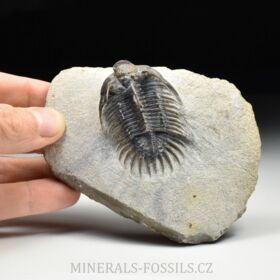 trilobit Comura bultyncki