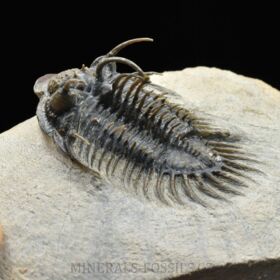 trilobit Comura bultyncki