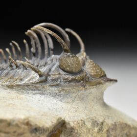 trilobit Comura bultyncki