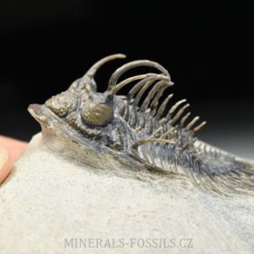 trilobit Comura bultyncki