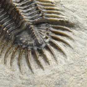 trilobit Comura bultyncki