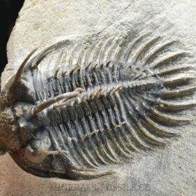trilobit Comura bultyncki