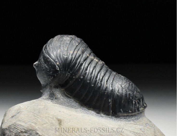 trilobit Wendorfia (Parahomalonotus)