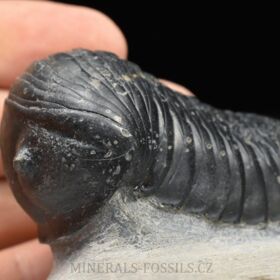 trilobit Wendorfia (Parahomalonotus)