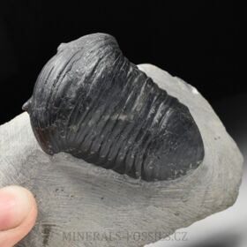 trilobit Wendorfia (Parahomalonotus)