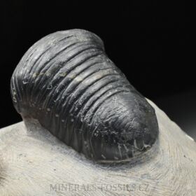 trilobit Wendorfia (Parahomalonotus)