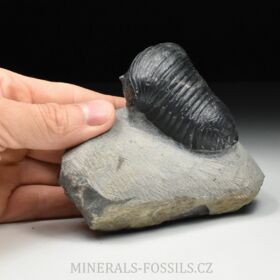 trilobit Wendorfia (Parahomalonotus)