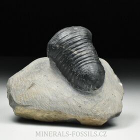 trilobit Wendorfia (Parahomalonotus)