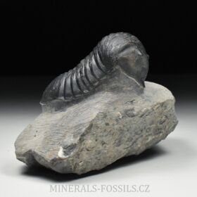 trilobit Wendorfia (Parahomalonotus)