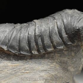 trilobit Wendorfia (Parahomalonotus)