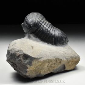 trilobit Wendorfia (Parahomalonotus)