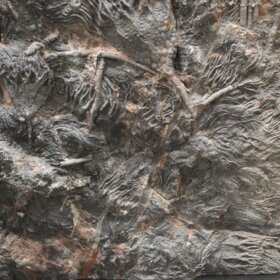 deska se zkamenělými lilijicemi