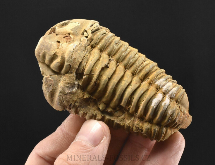 Trilobit