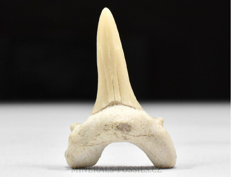 zkamenělý zub žraloka