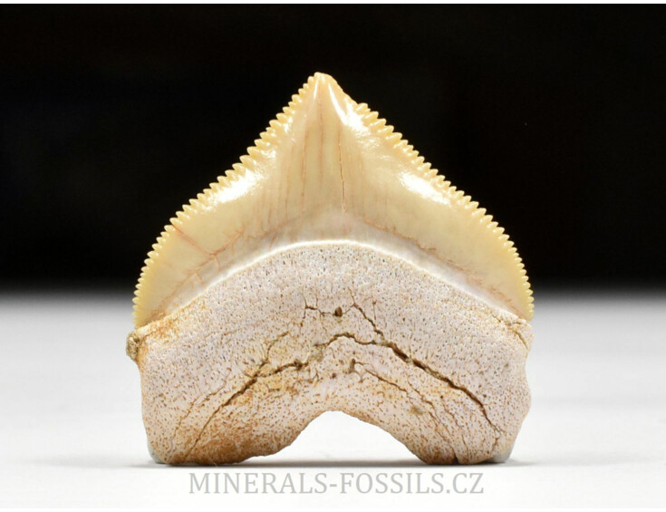 zkamenělý zub žraloka