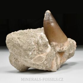 zub ryboještěra - Mosasaurus